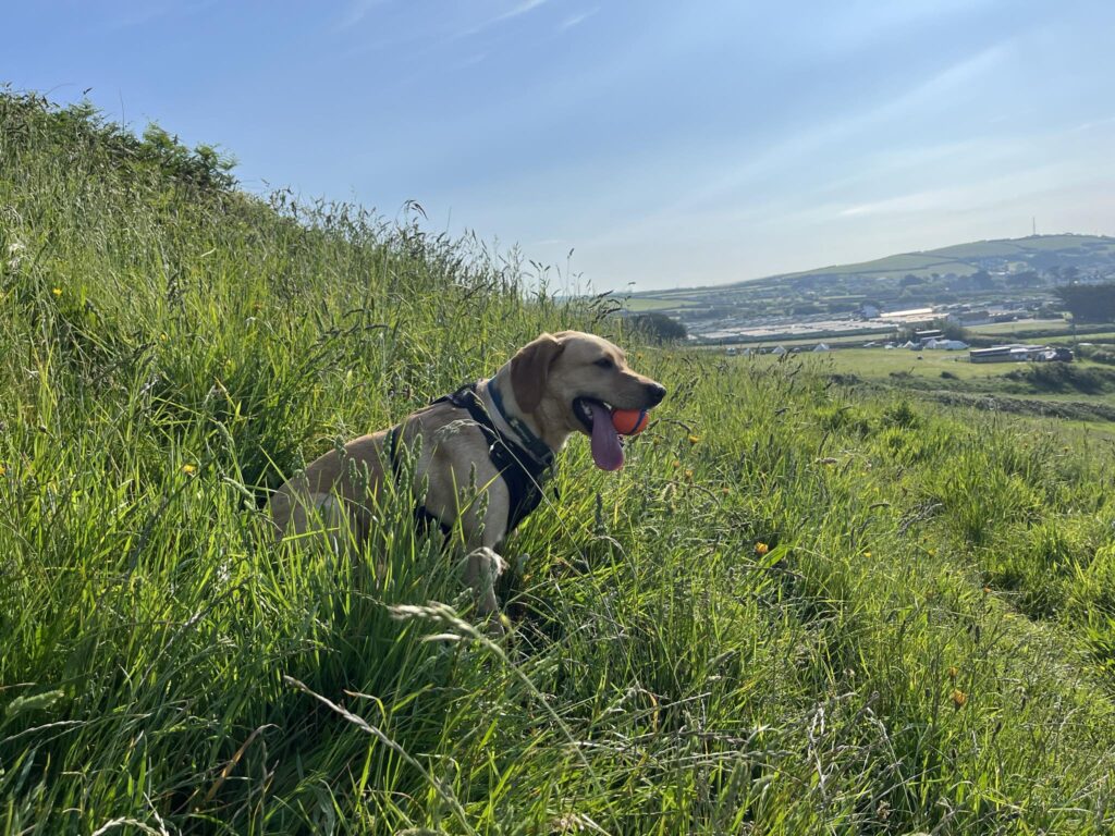 A dog enjoying the scenery at Croyde