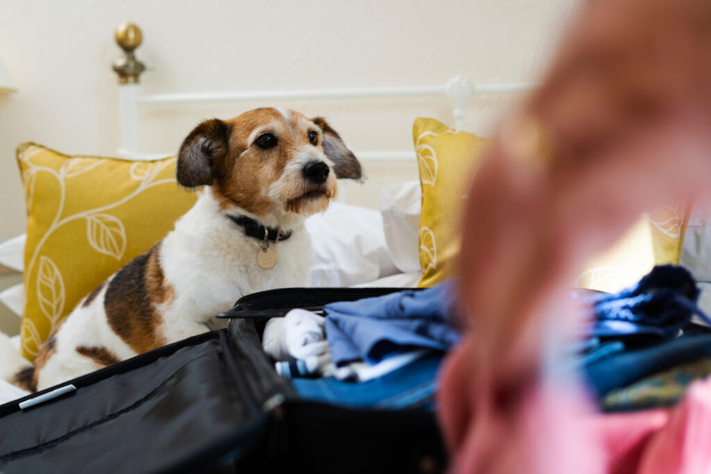 Dog watched their owner pack suitcase for a trip to Croyde Bay